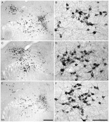 Changes in the Cholinergic, Catecholaminergic, Orexinergic and Serotonergic Structures Forming Part of the Sleep Systems of Adult Mice Exposed to Intrauterine Alcohol